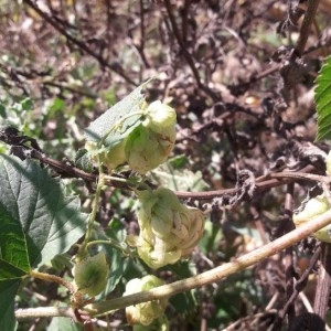 Photographie n°2243807 du taxon Humulus lupulus L. [1753]