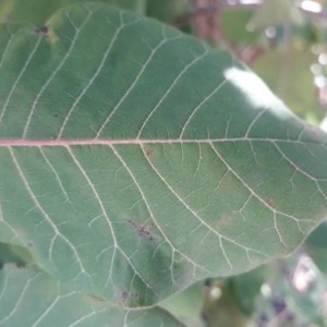 Photographie n°2243810 du taxon Cotinus coggygria Scop. [1771]