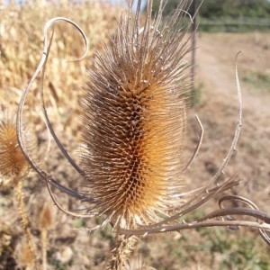 Photographie n°2243827 du taxon Dipsacus fullonum L. [1753]