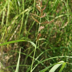 Photographie n°2243919 du taxon Echinochloa crus-galli (L.) P.Beauv. [1812]