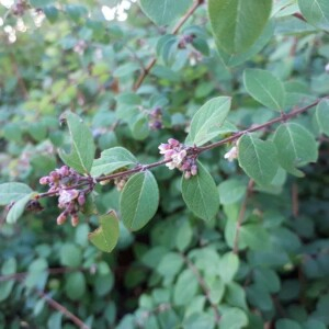 Photographie n°2243967 du taxon Symphoricarpos orbiculatus Moench [1794]