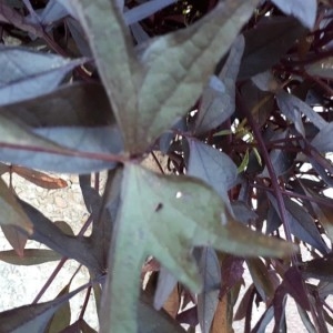 Photographie n°2243970 du taxon Ipomoea batatas (L.) Lam. [1792]