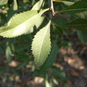 Photographie n°2243994 du taxon Prunus cerasus L. [1753]