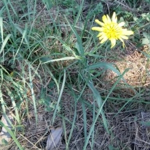 Photographie n°2244015 du taxon Tragopogon pratensis L. [1753]