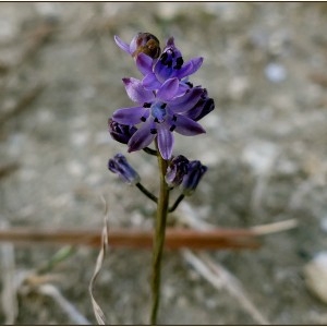 Photographie n°2244016 du taxon Prospero autumnale (L.) Speta [1982]