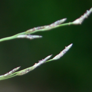 Poa pectinacea Michx. (Éragrostide en peigne)