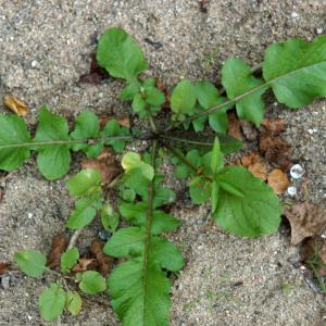 Photographie n°2244049 du taxon Barbarea vulgaris R.Br. [1812]