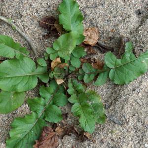 Photographie n°2244050 du taxon Barbarea vulgaris R.Br. [1812]