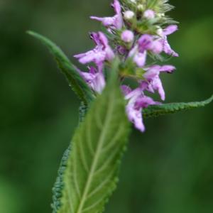 Photographie n°2244054 du taxon Betonica officinalis L. [1753]