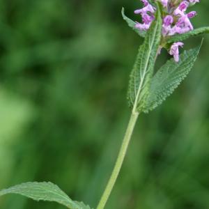 Photographie n°2244056 du taxon Betonica officinalis L. [1753]