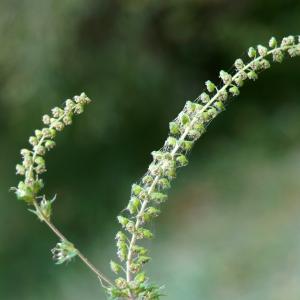 Photographie n°2244065 du taxon Ambrosia artemisiifolia L. [1753]