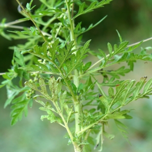 Photographie n°2244066 du taxon Ambrosia artemisiifolia L. [1753]