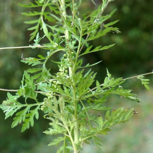 Photographie n°2244069 du taxon Ambrosia artemisiifolia L. [1753]