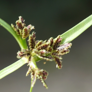 Photographie n°2244078 du taxon Cyperus fuscus L. [1753]