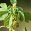  Liliane Roubaudi - Amaranthus blitum L. [1753]