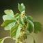  Liliane Roubaudi - Amaranthus blitum L. [1753]