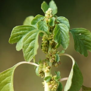 Amaranthus blitum L. (Amarante blette)