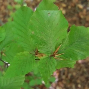 Photographie n°2244106 du taxon Fagus sylvatica L. [1753]