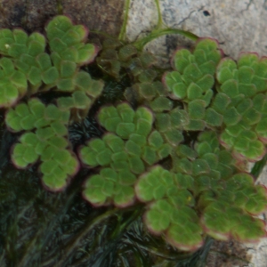 Photographie n°2244136 du taxon Azolla filiculoides Lam. [1783]