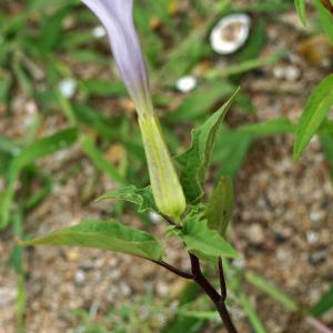 Photographie n°2244138 du taxon Datura tatula L. [1762]