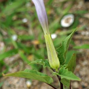 Photographie n°2244139 du taxon Datura tatula L. [1762]