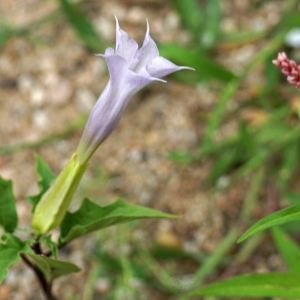 Photographie n°2244141 du taxon Datura tatula L. [1762]
