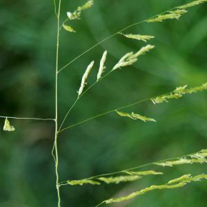 Oryza clandestina var. inclusa Wiesb. ex Baen. (Faux Riz)