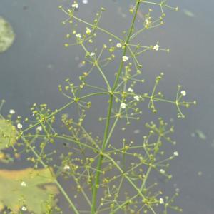 Photographie n°2244168 du taxon Alisma plantago-aquatica L. [1753]