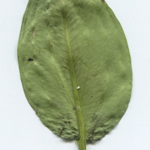 Photographie n°2244170 du taxon Alisma plantago-aquatica L. [1753]