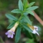  Liliane Roubaudi - Gratiola officinalis L. [1753]