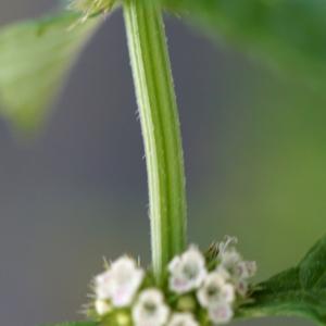 Photographie n°2244218 du taxon Lycopus europaeus L.