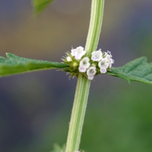 Photographie n°2244219 du taxon Lycopus europaeus L.