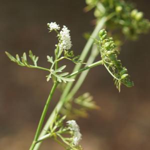 Photographie n°2244269 du taxon Aethusa cynapium L.