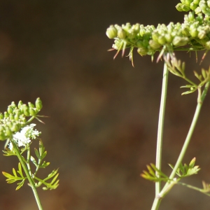 Photographie n°2244270 du taxon Aethusa cynapium L.