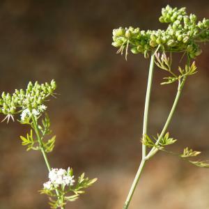 Photographie n°2244271 du taxon Aethusa cynapium L.