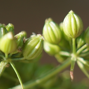 Photographie n°2244274 du taxon Aethusa cynapium L.