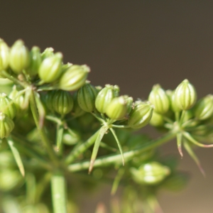 Photographie n°2244276 du taxon Aethusa cynapium L.