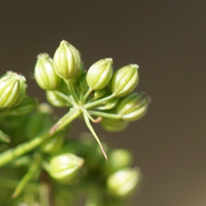 Photographie n°2244277 du taxon Aethusa cynapium L.