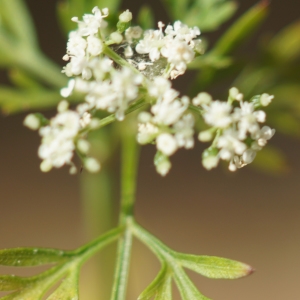 Photographie n°2244278 du taxon Aethusa cynapium L.