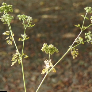 Photographie n°2244284 du taxon Aethusa cynapium L.