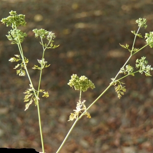 Photographie n°2244285 du taxon Aethusa cynapium L.