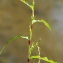  Liliane Roubaudi - Polygonum hydropiper L. [1753]