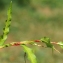  Liliane Roubaudi - Polygonum hydropiper L. [1753]