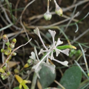 Photographie n°2244322 du taxon Halimione pedunculata (L.) Aellen [1938]