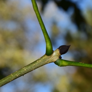 Photographie n°2244361 du taxon Fraxinus excelsior L. [1753]