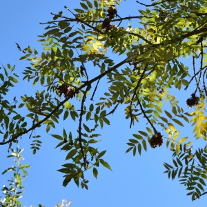 Photographie n°2244362 du taxon Fraxinus excelsior L. [1753]