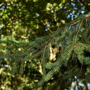 Photographie n°2244371 du taxon Picea abies (L.) H.Karst. [1881]