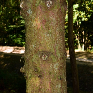 Photographie n°2244372 du taxon Picea abies (L.) H.Karst. [1881]