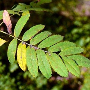 Photographie n°2244376 du taxon Sorbus domestica L. [1753]