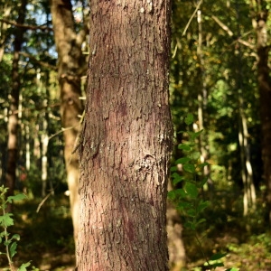 Photographie n°2244377 du taxon Sorbus domestica L. [1753]